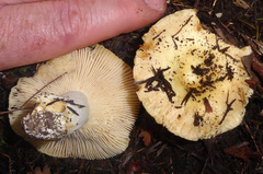 Russula acrolamellata