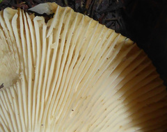 Russula acrolamellata
