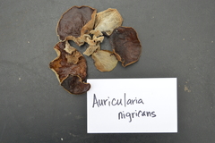 Auricularia nigricans