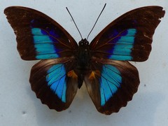 Prepona laertes octavia