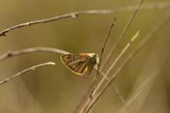 Isturgia limbaria