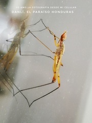 Micropeza stigmatica