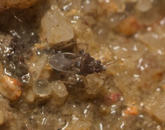 Gerromorpha