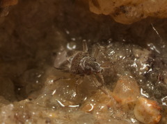 Gerromorpha
