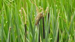 Acrocephalus arundinaceus