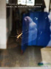 Micropeza stigmatica