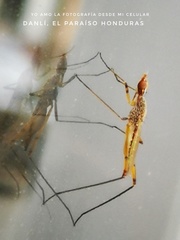 Micropeza stigmatica