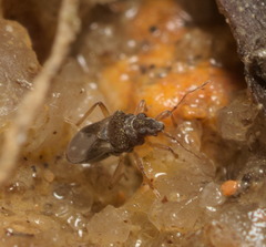 Gerromorpha
