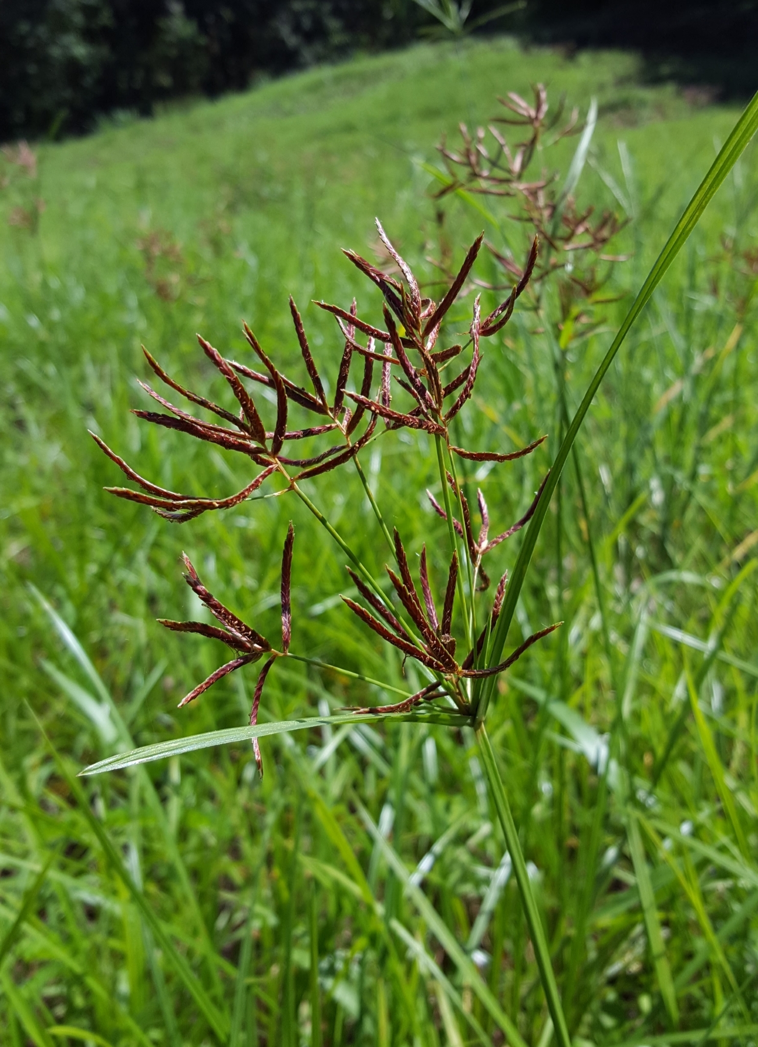 (c) François Rousseu, certains droits réservés (CC BY-NC) https://www.inaturalist.org/observations/105110834