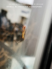 Micropeza stigmatica