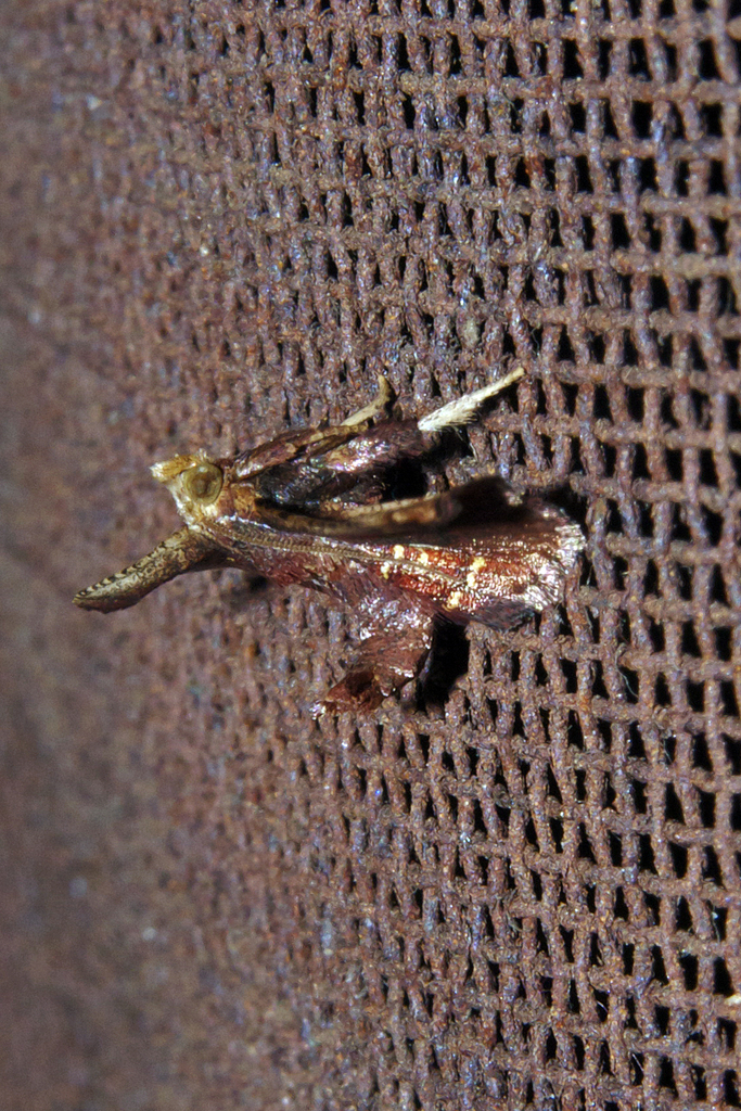 Zitha torridalis