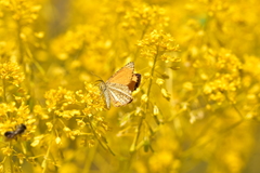 Isturgia limbaria