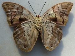 Prepona laertes octavia