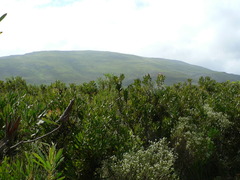 Leucadendron cryptocephalum