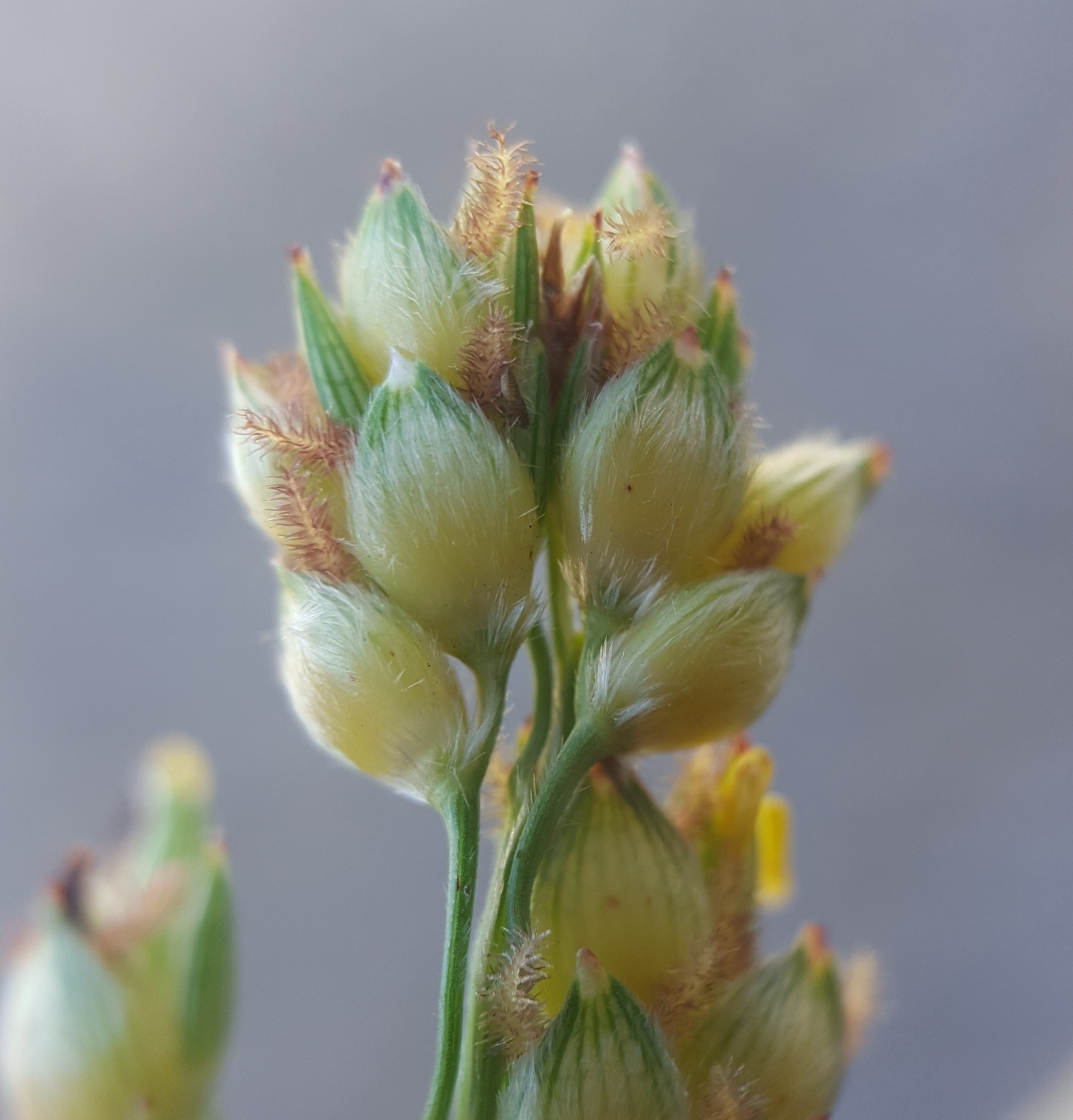 (c) François Rousseu, certains droits réservés (CC BY-NC) https://www.inaturalist.org/observations/105110887