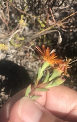 Lampranthus glaucoides