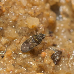 Gerromorpha