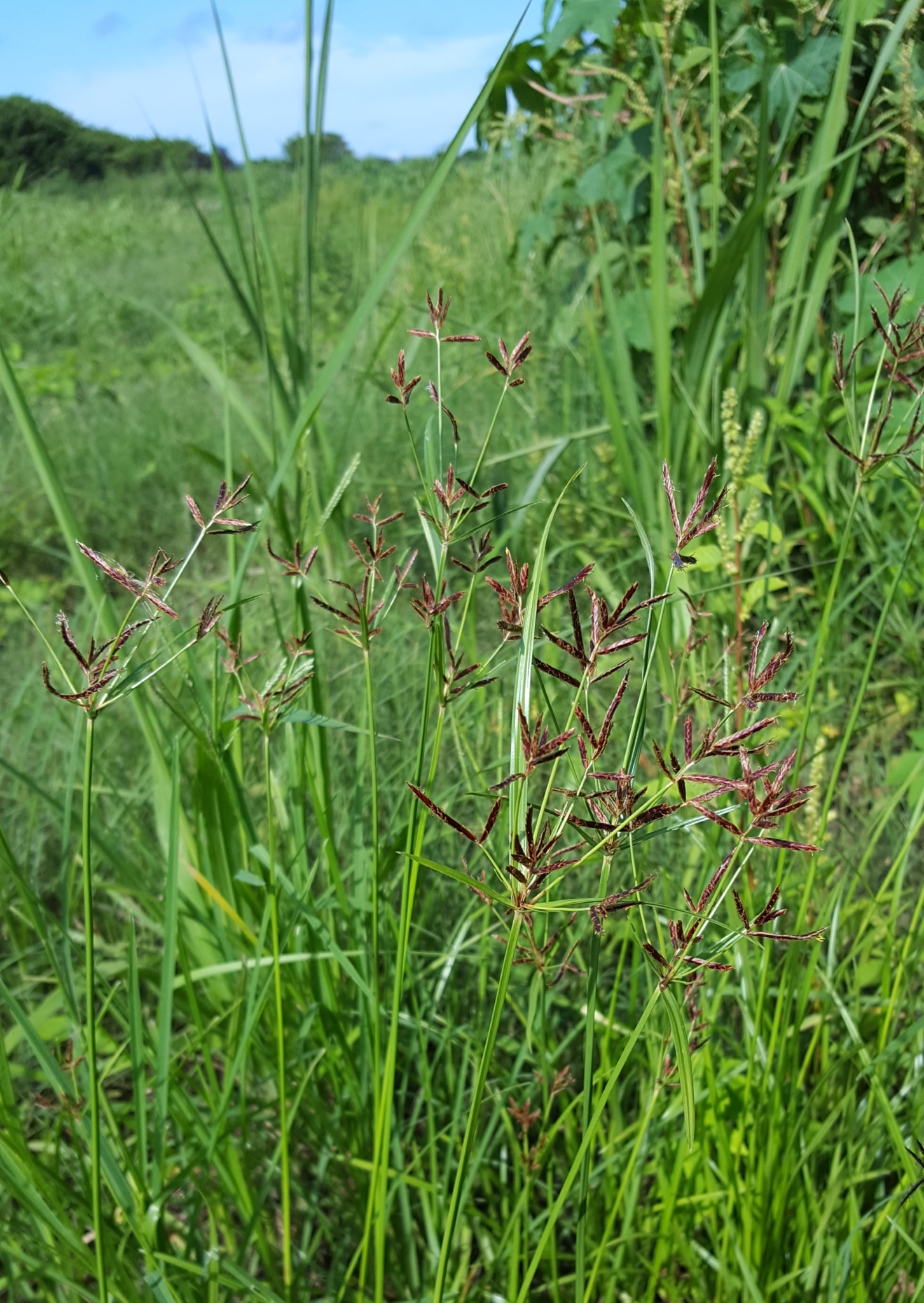 (c) François Rousseu, certains droits réservés (CC BY-NC) https://www.inaturalist.org/observations/105110936