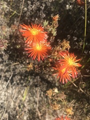 Lampranthus glaucoides