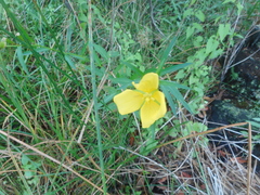 Ludwigia longifolia