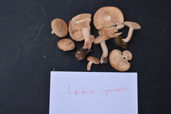 Lactarius imperceptus
