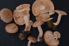 Lactarius imperceptus