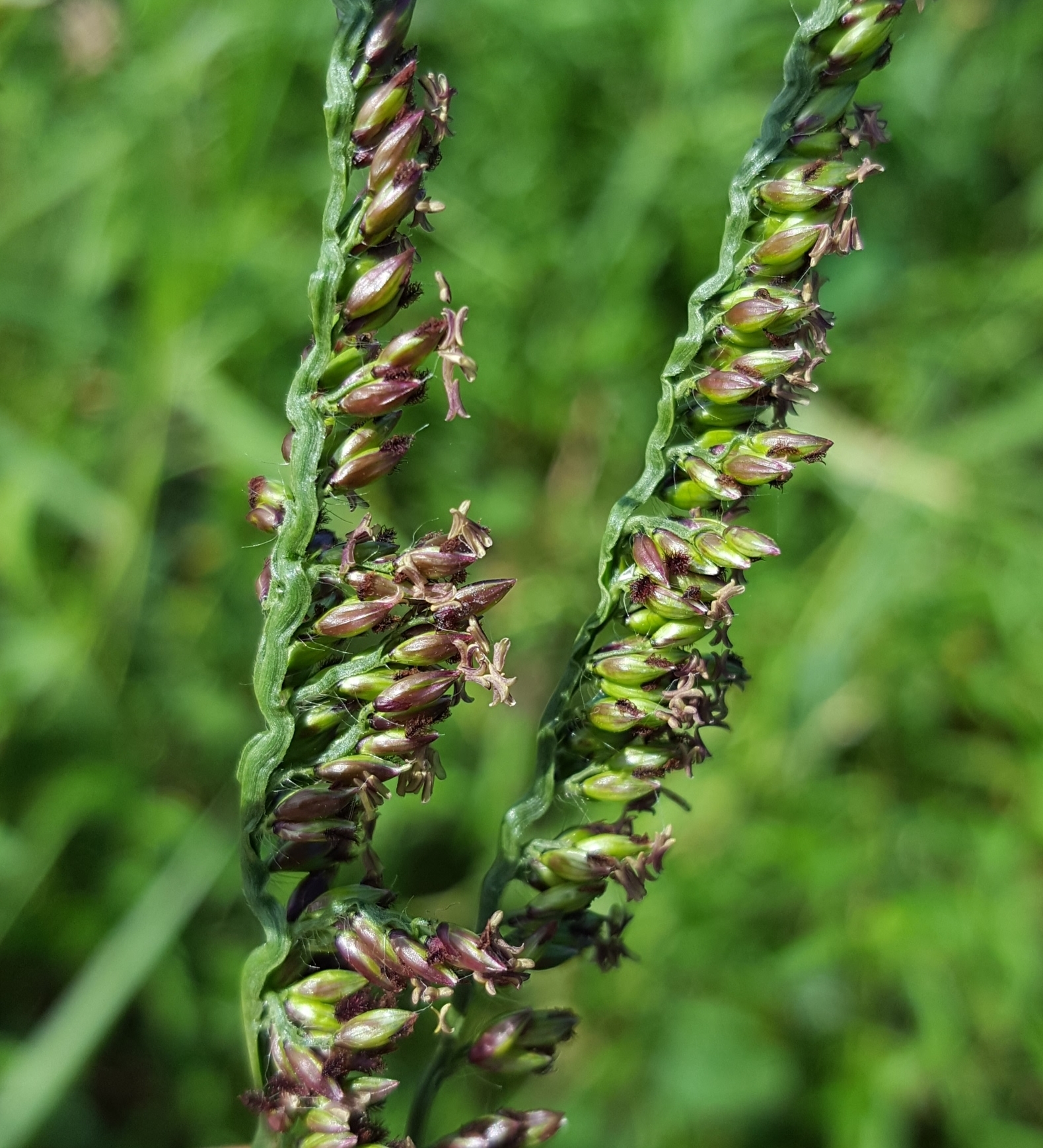 (c) François Rousseu, certains droits réservés (CC BY-NC) https://www.inaturalist.org/observations/105111016