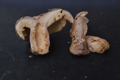 Lactarius pseudodeliciosus