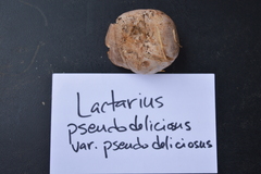 Lactarius pseudodeliciosus