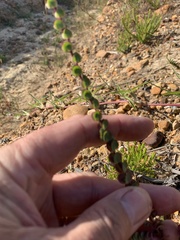 Cliffortia phyllanthoides