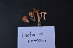 Lactarius rimosellus