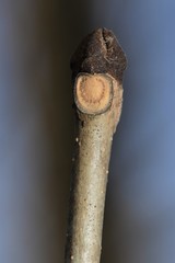 Fraxinus pennsylvanica lanceolata