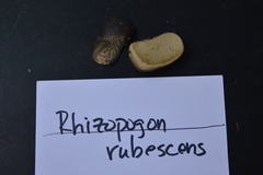 Rhizopogon rubescens