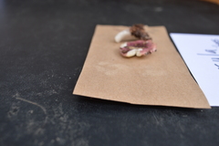 Russula subsericeonitens