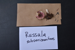 Russula subsericeonitens