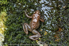 Thoropa miliaris