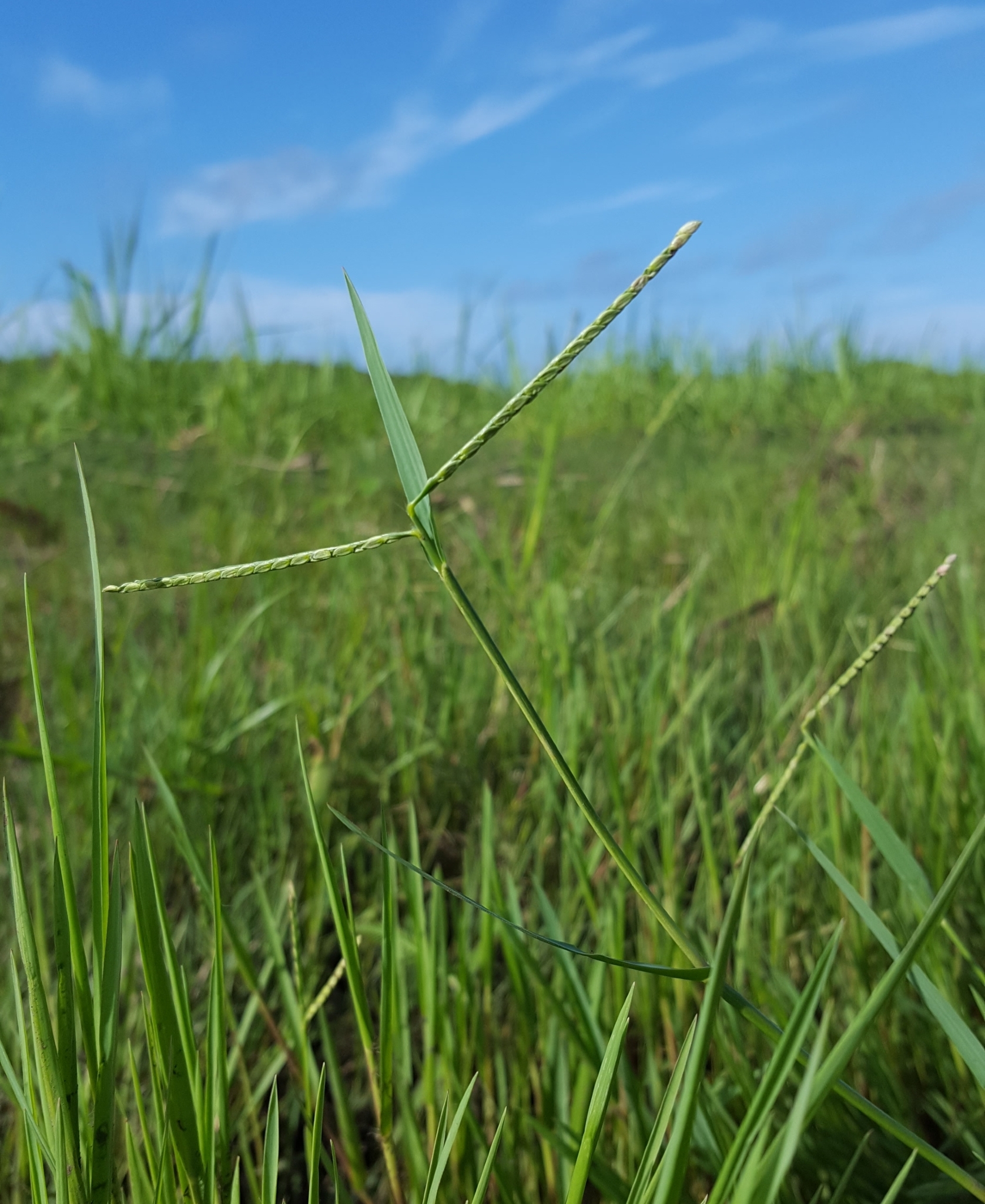(c) François Rousseu, certains droits réservés (CC BY-NC) https://www.inaturalist.org/observations/105111135