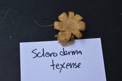 Scleroderma texense