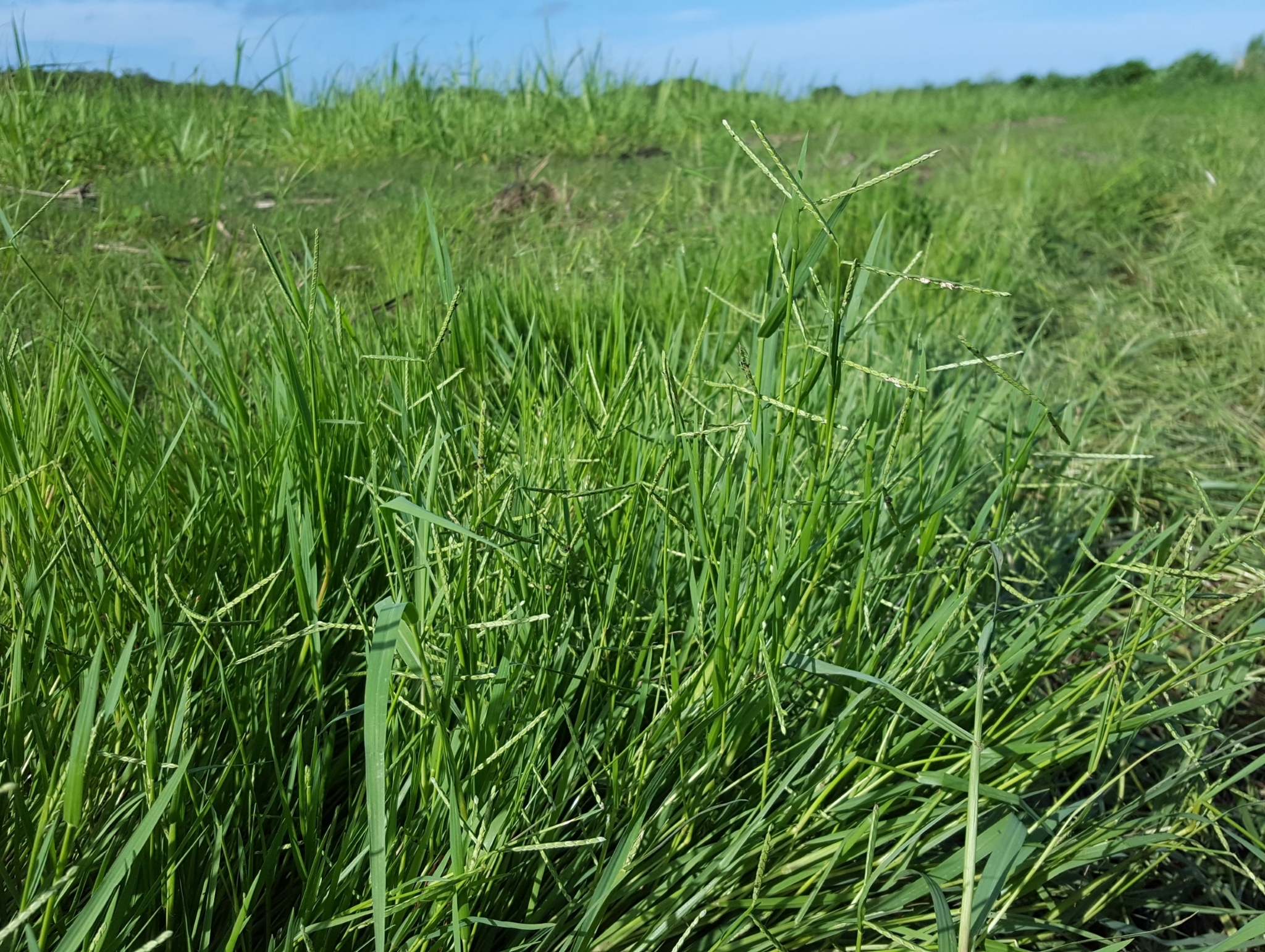 (c) François Rousseu, certains droits réservés (CC BY-NC) https://www.inaturalist.org/observations/105111135