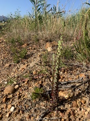 Cliffortia phyllanthoides