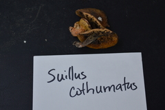 Suillus cothurnatus