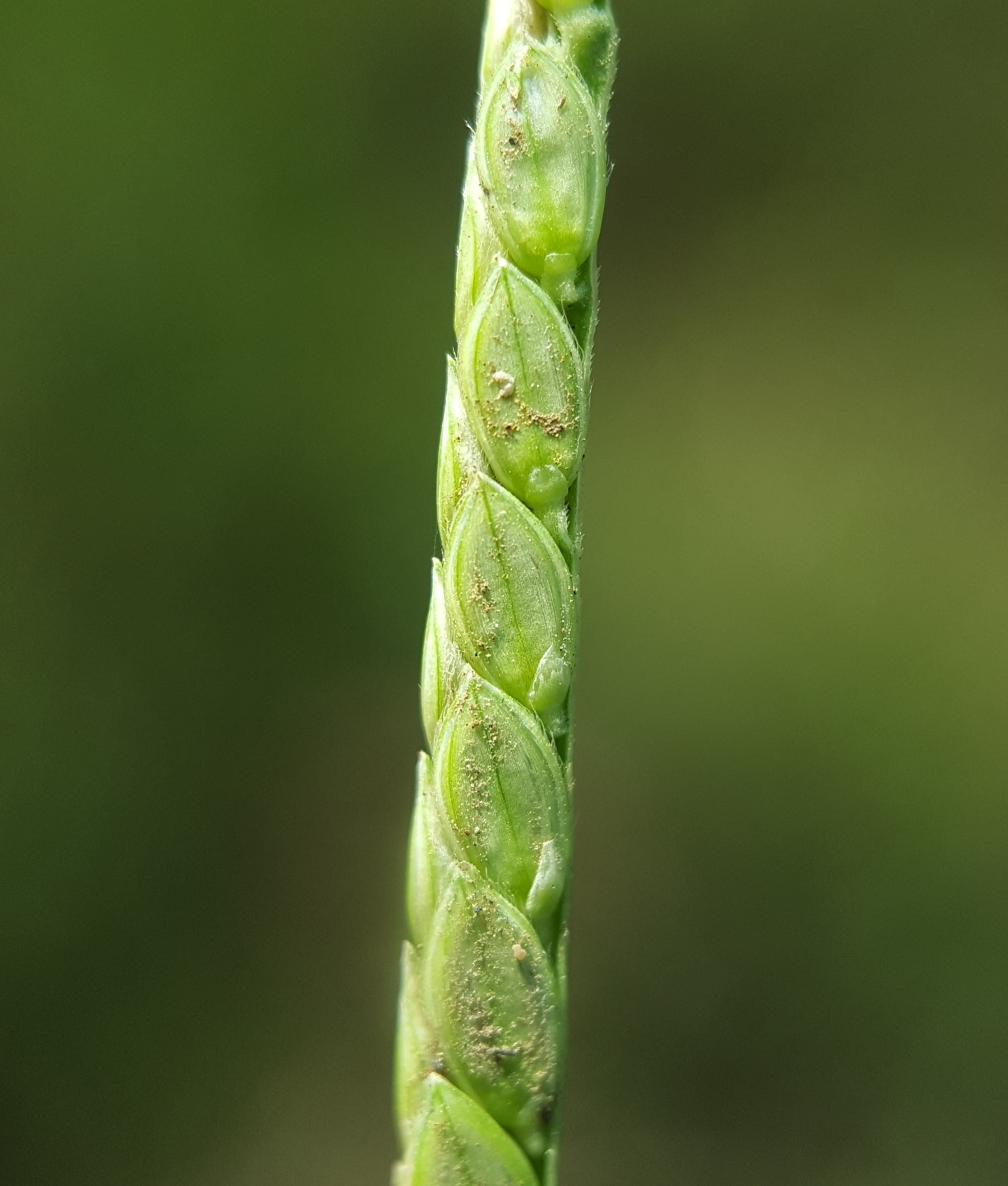 (c) François Rousseu, certains droits réservés (CC BY-NC) https://www.inaturalist.org/observations/105111135