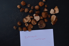Zelleromyces cinnabarinus