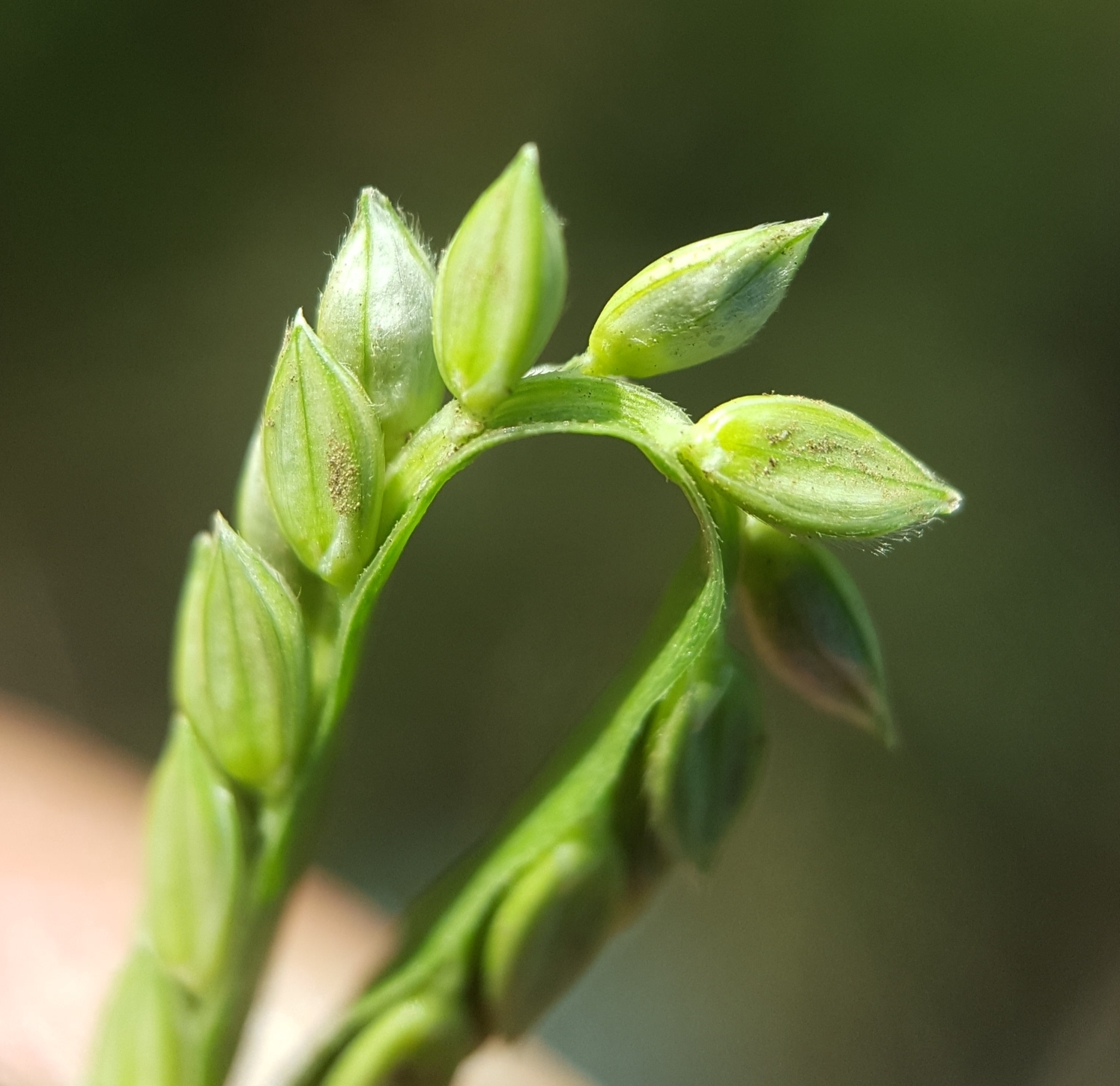 (c) François Rousseu, certains droits réservés (CC BY-NC) https://www.inaturalist.org/observations/105111135