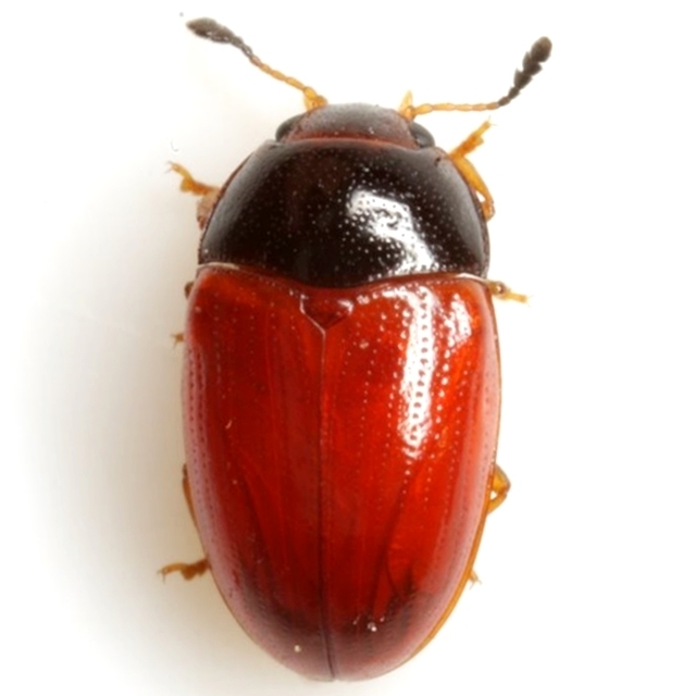 Red-winged Triplax