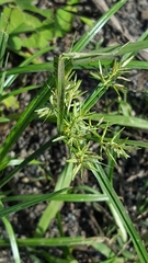 Cyperus sphacelatus