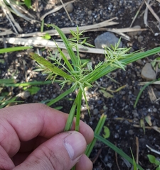Cyperus sphacelatus