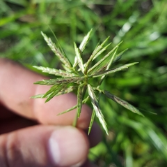 Cyperus sphacelatus
