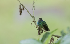 Colibri cyanotus