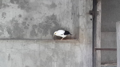 Acridotheres melanopterus